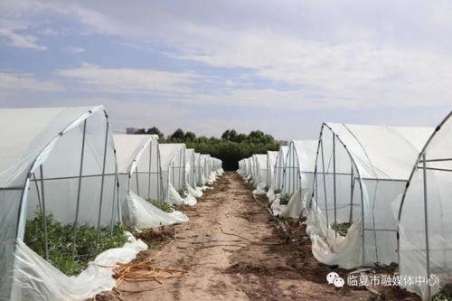 临夏吃瓜群,揭秘当地特色美食文化