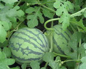 怀孕可以吃瓜榴吗,孕妇可以吃瓜榴吗？