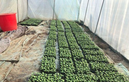 北湖老头吃瓜,揭秘民间趣事背后的真相