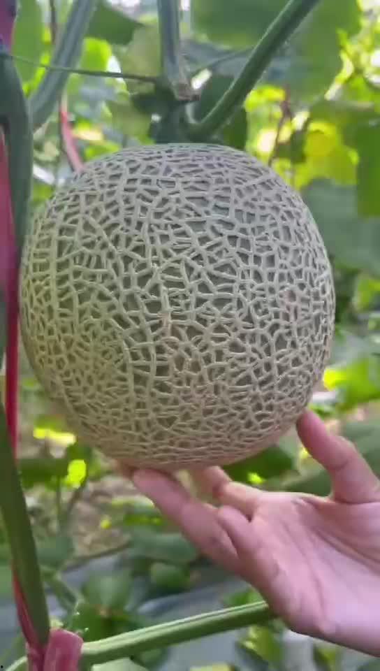 海马吃蜜瓜,一场奇幻的海洋美食之旅