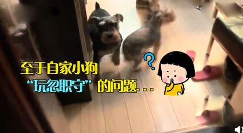 宠物吃瓜看戏视频,欢乐无限萌态再现