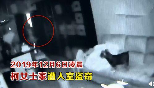 宠物吃瓜看戏视频,欢乐无限萌态再现