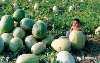 山东疫情吃瓜,吃瓜群众视角下的实时动态