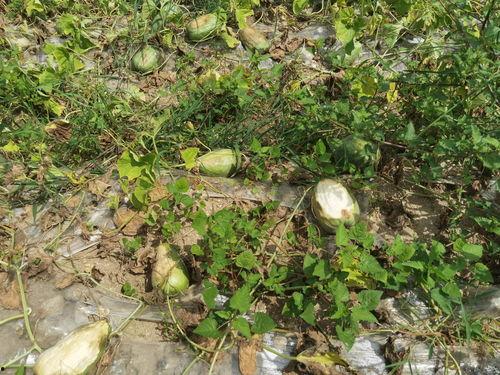 山东疫情吃瓜,吃瓜群众视角下的实时动态