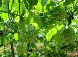 闽南吊瓜怎么吃,解锁夏日清新美味