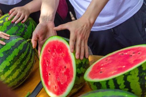 占城师庄吃瓜,揭秘占城师背后的神秘故事