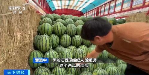 占城师庄吃瓜,揭秘占城师背后的神秘故事